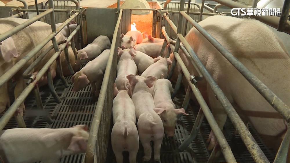 豬傳人！　中部10多歲少女染H1N2v　全台第3例