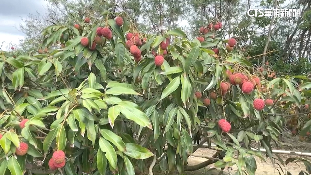 恆春玉荷包首批「開紅盤」　平均一顆約7元