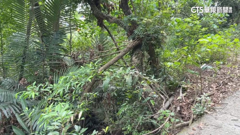 廠商私自砍樹開路　農民控不借路遭恐嚇