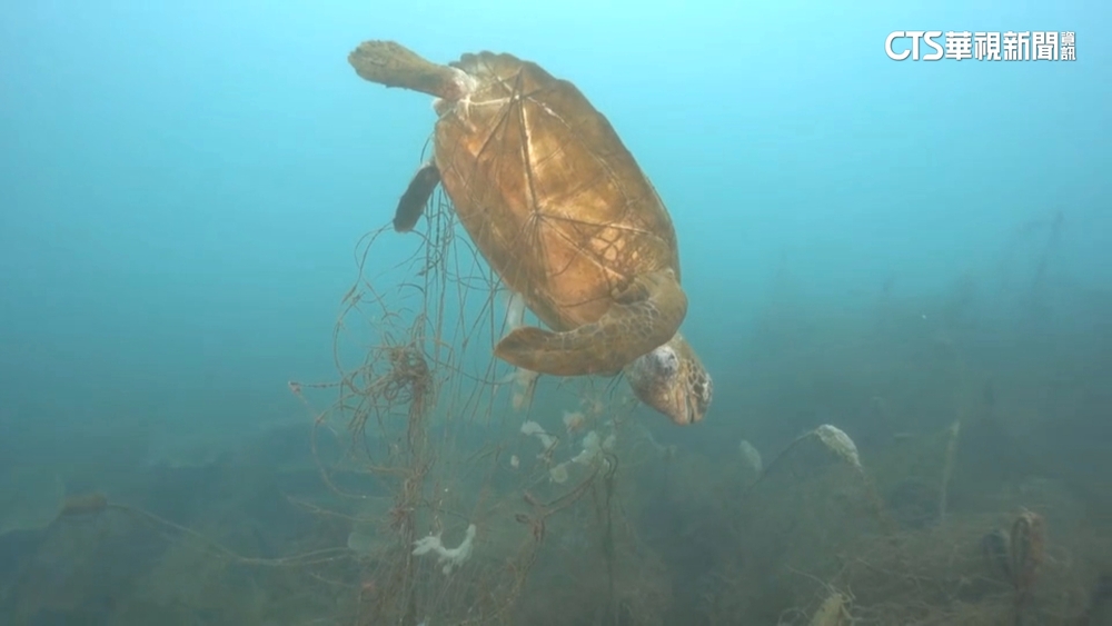 生態殺手！　澎湖綠蠵龜遭困320公斤廢棄漁網亡