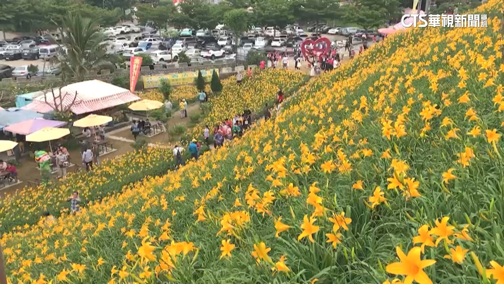 佳節共賞母親花！　福壽山魯冰花、虎山巖金針盛開