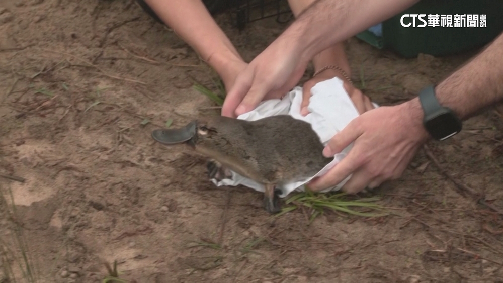 瀕臨絕種鴨嘴獸　睽違50年重返澳洲國家公園