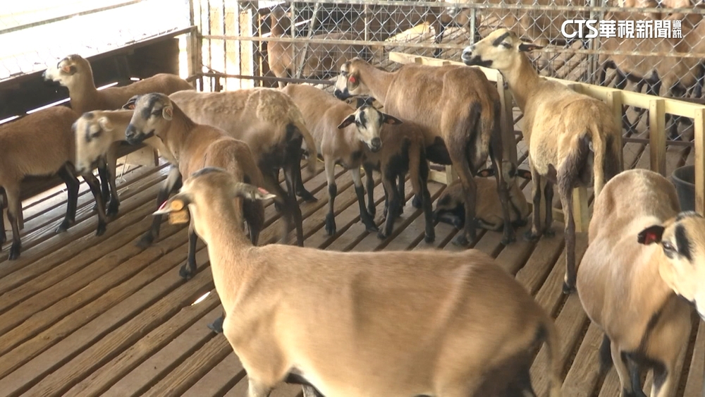 不是因為孝順！　「小羊跪乳」是為保存營養