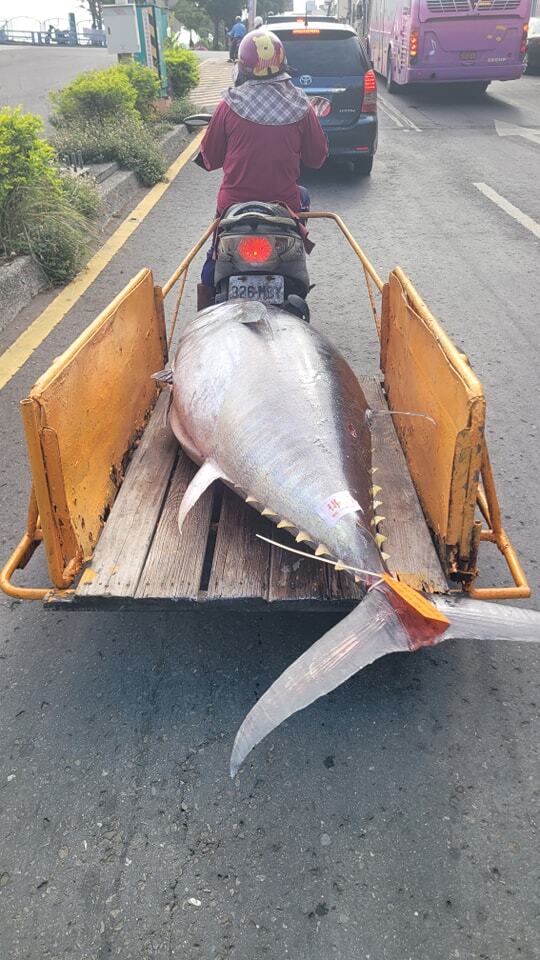 東港鮪魚季登場！他直擊婦騎機車加自製拖車載黑鮪魚　網直呼：滿車的紙鈔