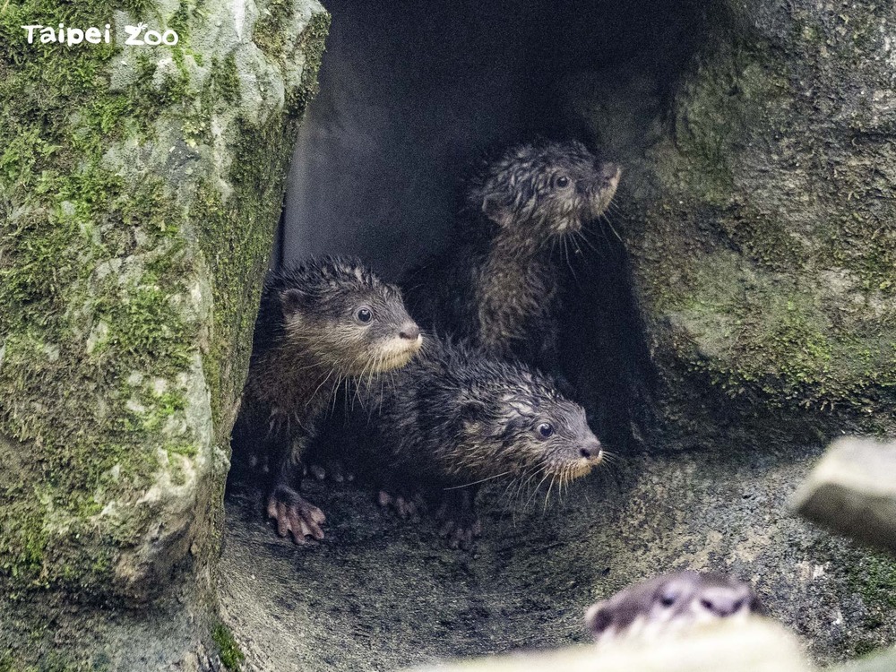 北市動物園小爪水獺4胞胎穩定成長 即日起於溫帶動物區見客