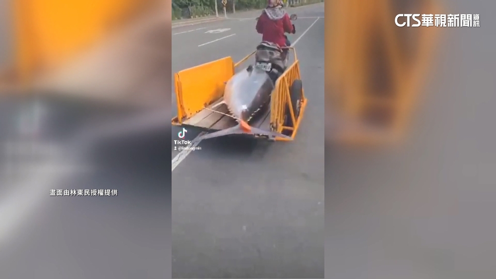 騎車婦掛拖車載「黑鮪」　網友：這就是東港的日常