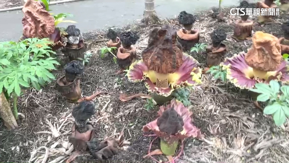 全台最大花「疣柄摩芋」發臭發熱　遊客聞臭而來