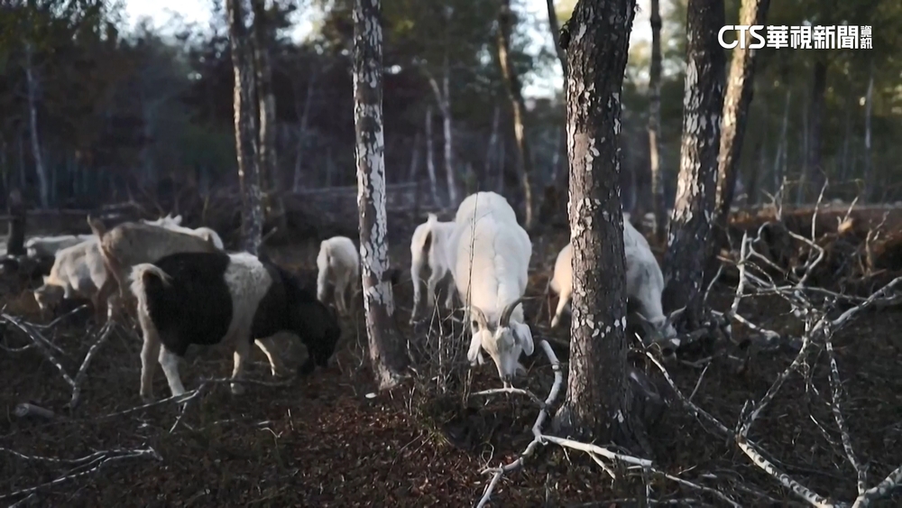 「放羊吃草」收奇效　保護原始森林免遭大火燒光