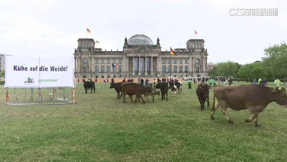 德國會大廈前放牛吃草　動保爭取「放牧權」