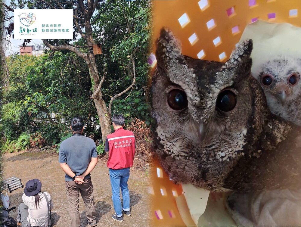 抽油煙機清出「一窩貓頭鷹」　新北動保處助貓頭鷹搬新家