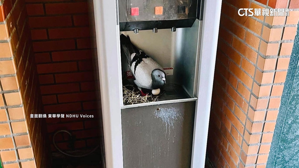 四面楚「鴿」！　東華大學現衛生疑慮　校方組「撿蛋隊」