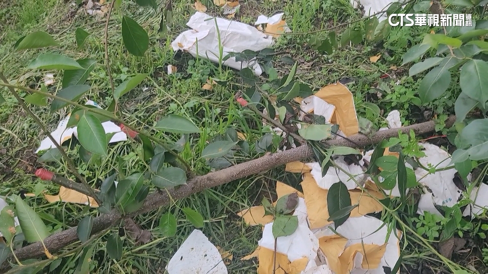 苗栗高接水梨逢生長期　山豬肆虐啃光果實