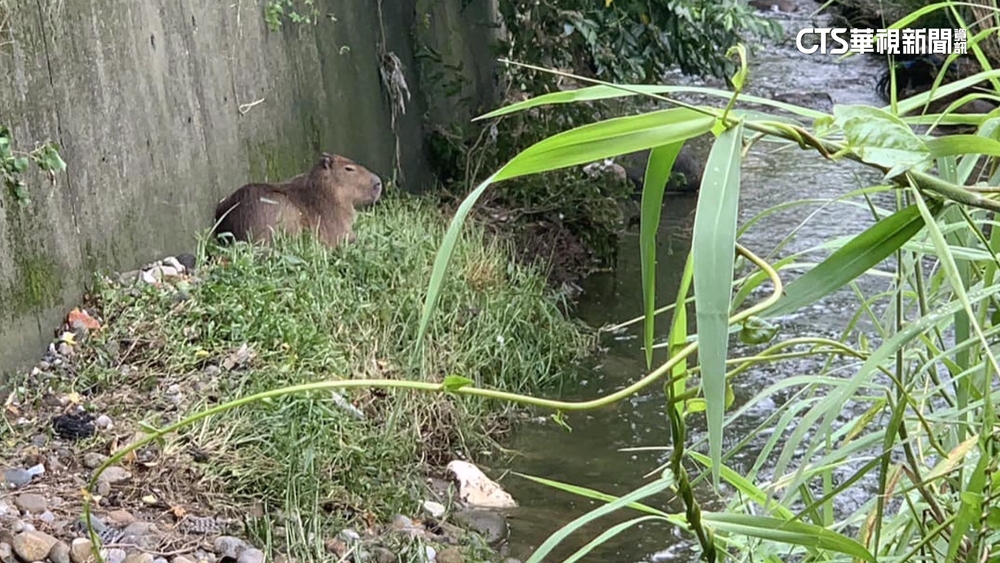 竹縣「水豚」逃家「游溪」圍捕　還有1隻在逃