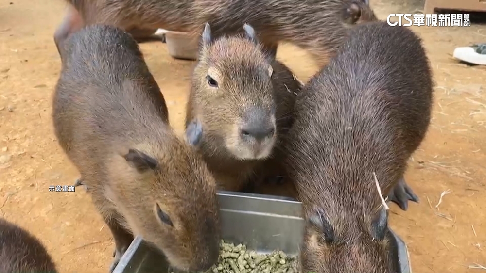 水豚逃家！　3小時逮回1隻　還有1隻不知去向
