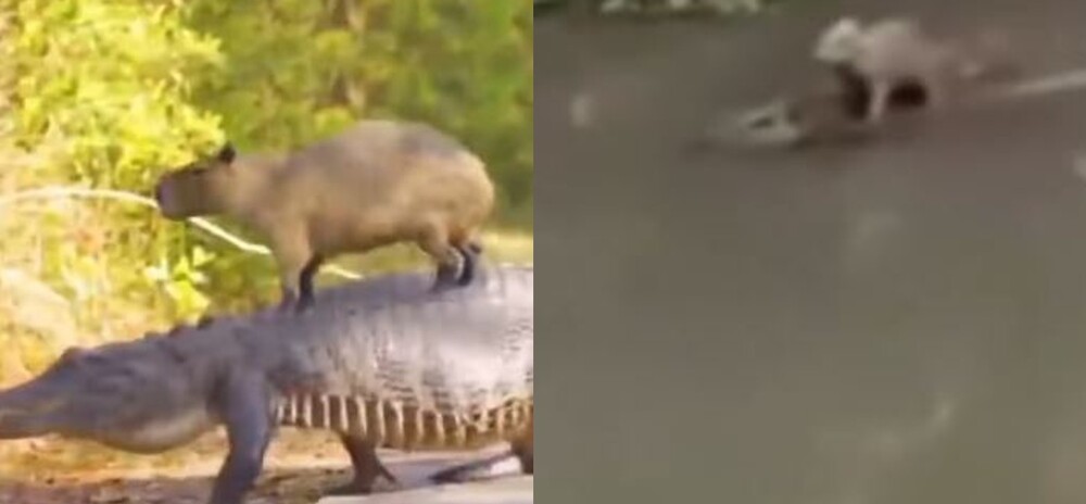 水豚Chill搭「鱷魚」計程車　網笑：動物界外交部長