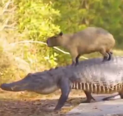 圖片翻攝自 Capy AfterPartyYT頻道