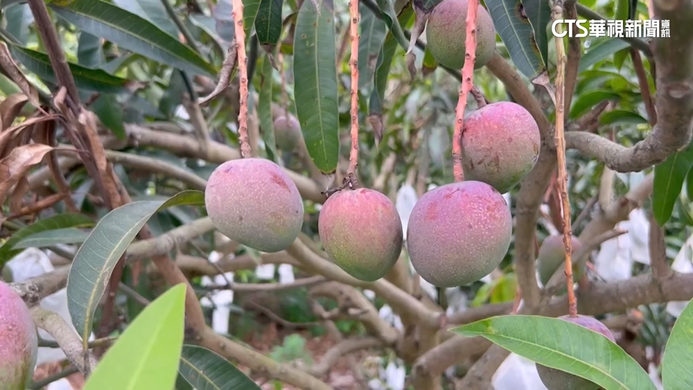 梅雨鋒面滋潤！　南部水情稍解渴　芒果成長趨穩