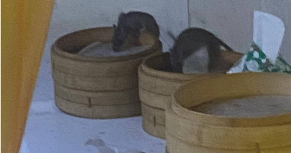 餐館吃飯驚見「2鼠洗蒸籠」 他看到快吐秒離店！　網虧：那是廚師