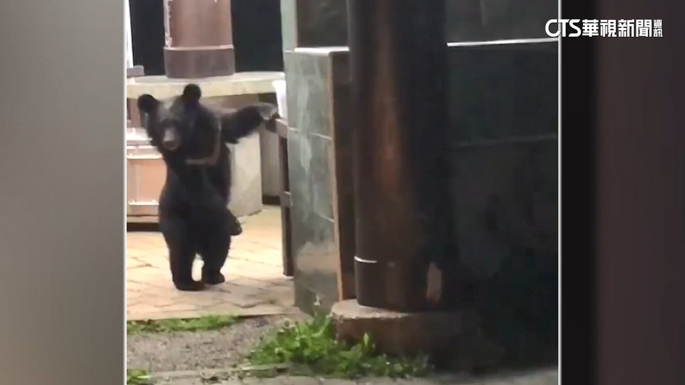 台灣黑熊現蹤覓食　向陽營地即起暫停開放