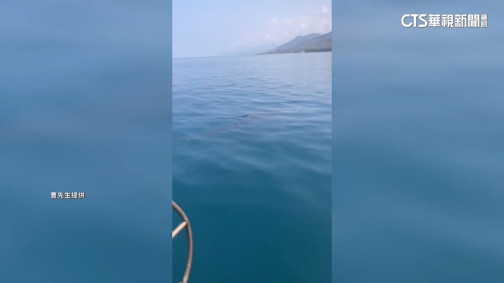 出海餵食巧遇鯨鯊　車城箱網養殖業者超興奮