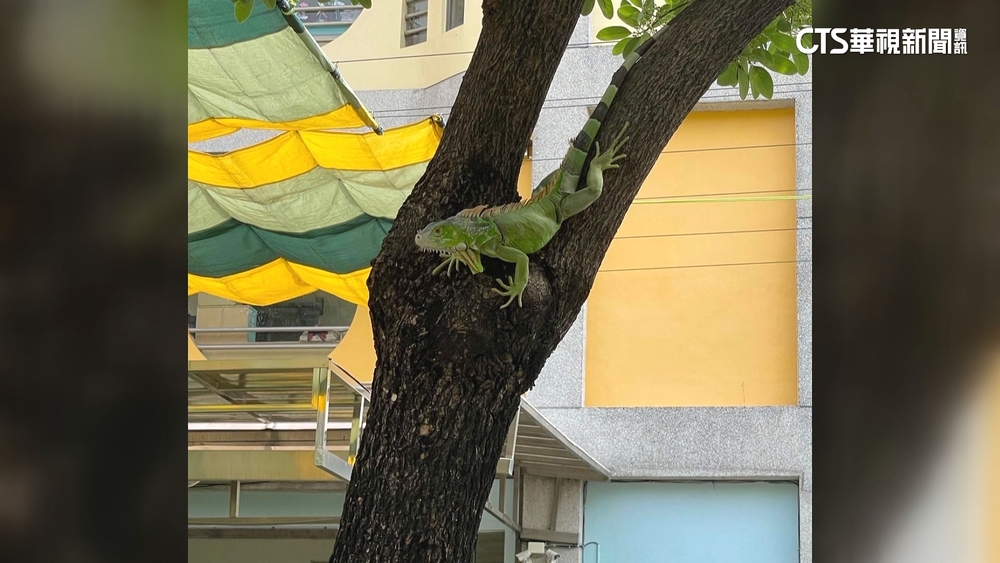 酷斯拉入侵？　高雄大寮區驚見綠鬣蜥群