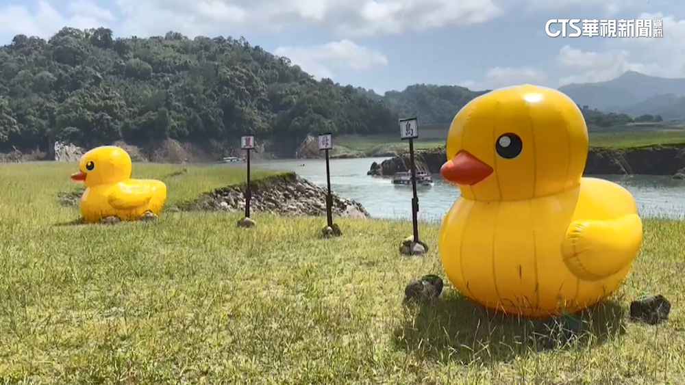「枯水期」石門水庫新祕境　黃色小鴨進駐夢幻草原
