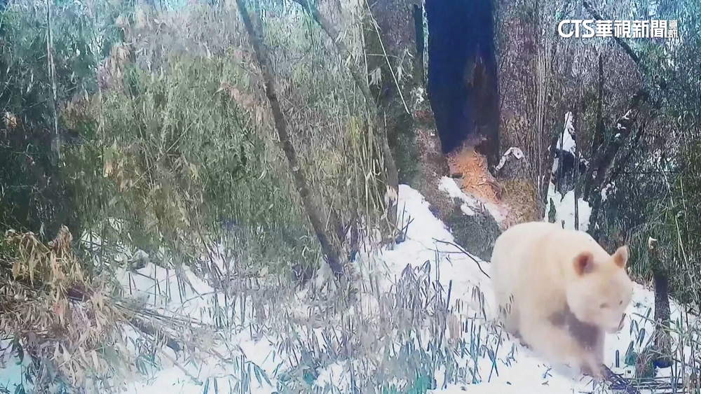 少了招牌「黑眼圈」！　中國「全白貓熊」正面照曝光