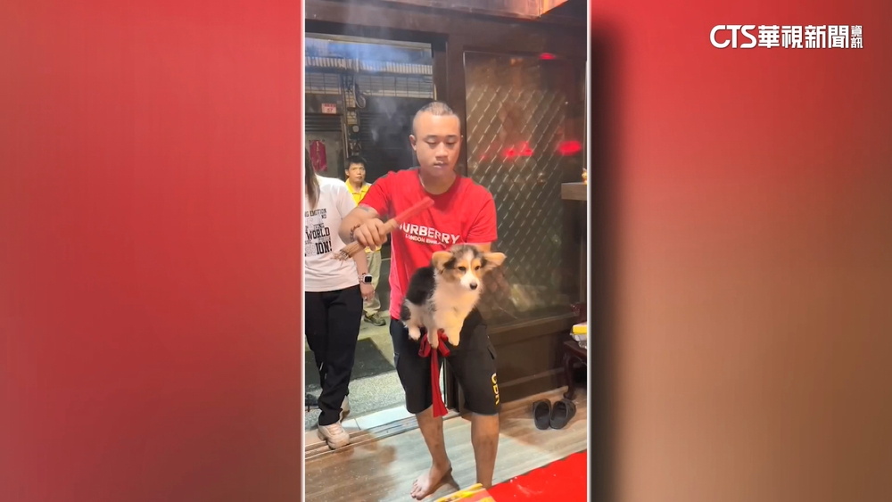 小柯基「收驚」超淡定　影片曝光紅到國外去