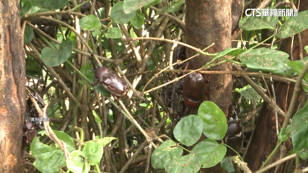 疑偷抓販賣？！　彰化「獨角仙秘境」200隻剩10隻