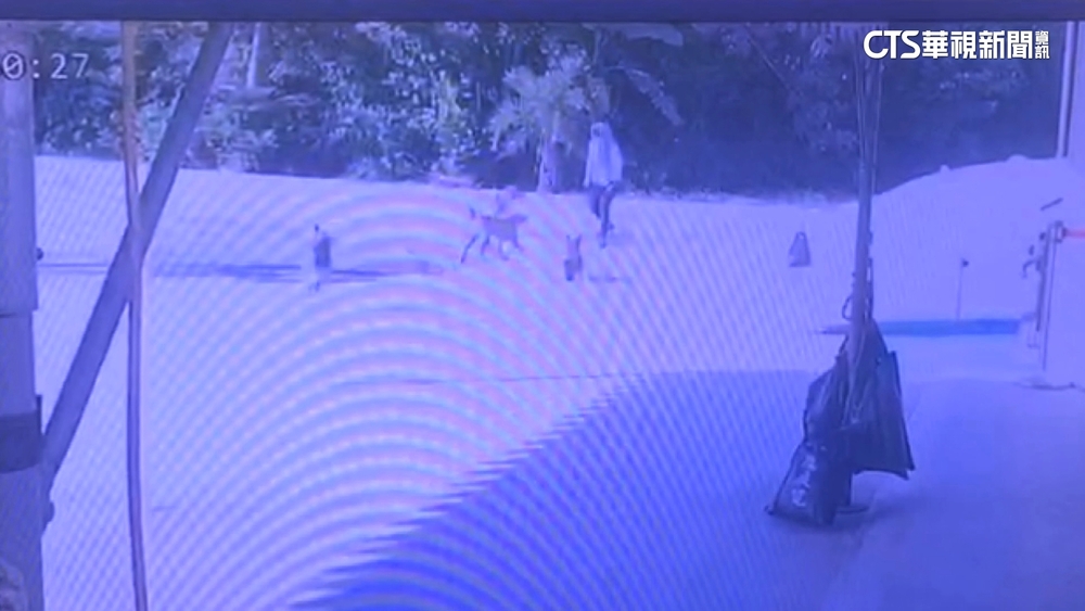 「婦遭浪犬追摔死」判國賠269萬　市府提上訴挨批