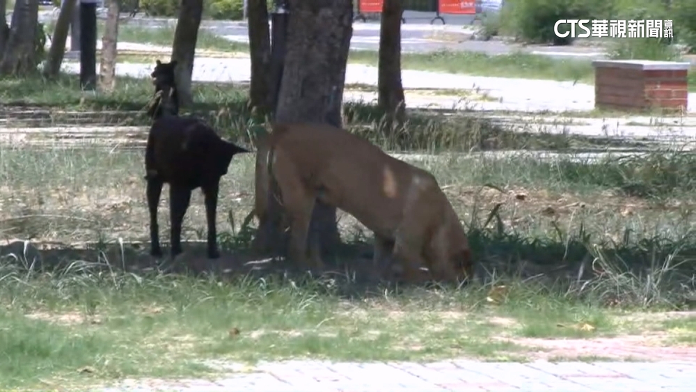 台南流浪狗之亂！　闖幼園破壞　追騎士害摔車