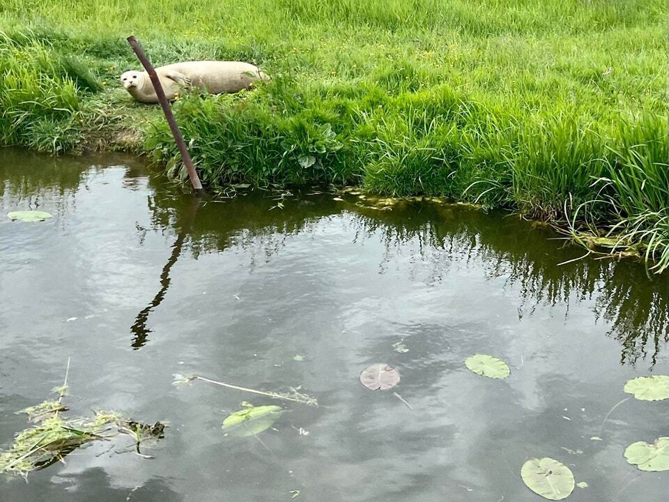 圖片翻攝自 Spotted in Ely 臉書