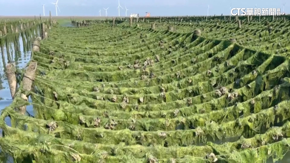 百年一見「恐怖綠地毯」！芳苑海藻爆發　牡蠣死5成
