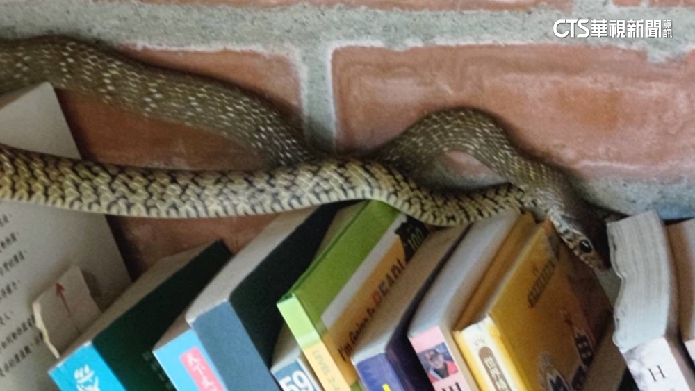 東勢客家文化園區館內有蛇　4歲女童拿書被咬