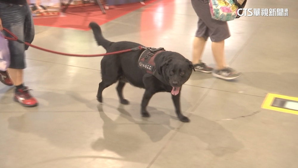 狗界7大毒物！　獸醫揭人類日常食物恐害死愛犬
