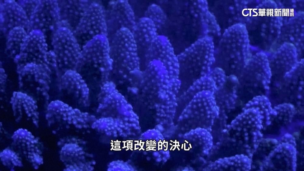 曾轟炸珊瑚礁　印尼漁民轉當「環境保護者」幫復育