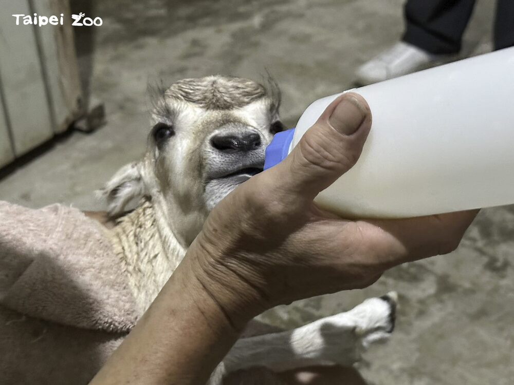 圖片來源 台北市立動物園