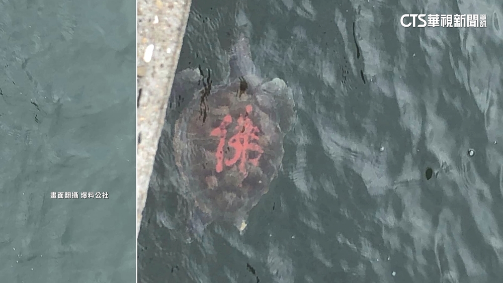 疑宗教放生祈福　海龜殼遭寫「佛」字惹議