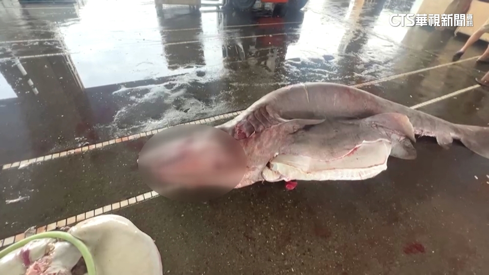 漁民捕獲身懷6鯊活化石「惡魔鯊」　將製成標本