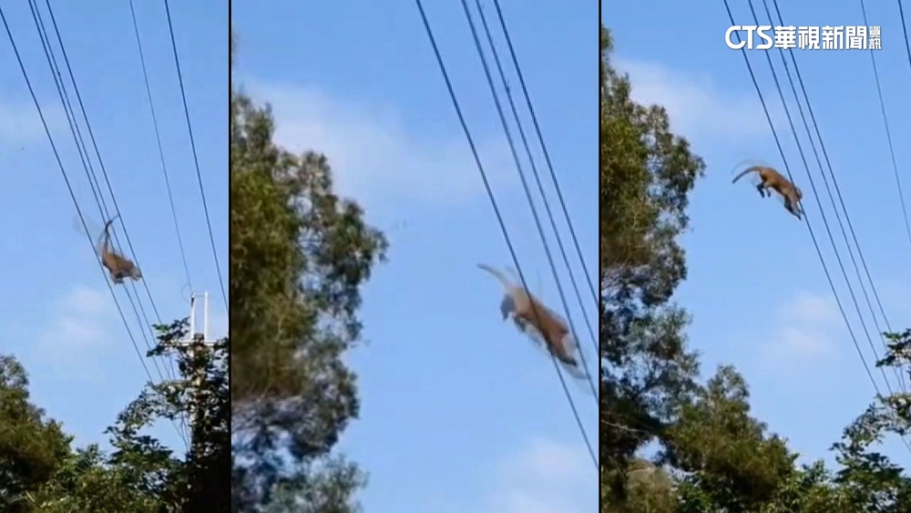 火炎山猴群躲老鷹攻擊　施展「空中飛人」身手逃命