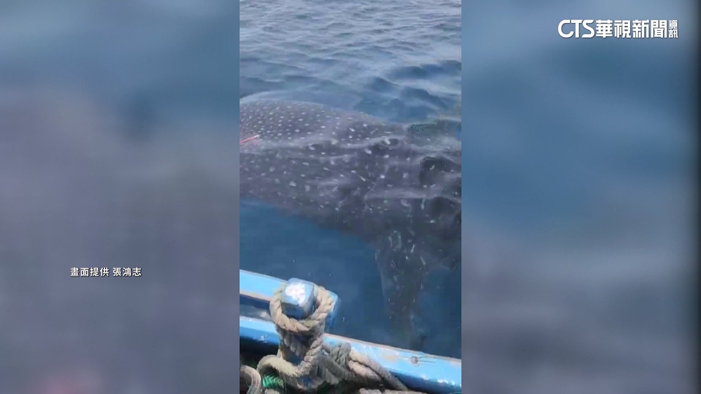 超「鯨」喜！　鯨鯊現身杉原灣　緊跟船隻討食物