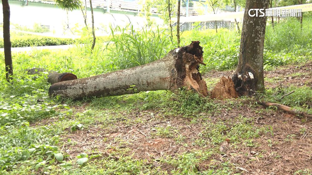 東海大學相思樹壓死人！　砸中7旬婦.搶救2週不治