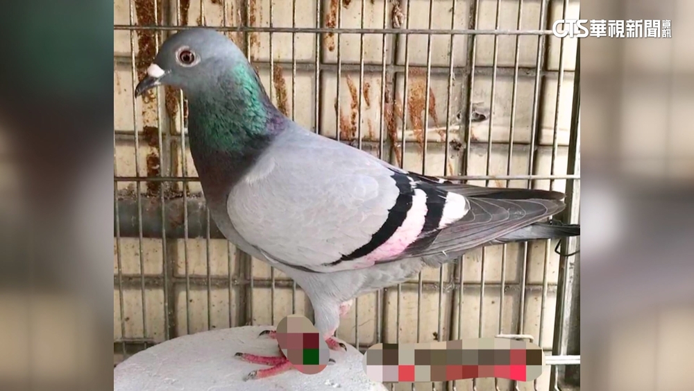 北中南「設網擄鴿」　折翅凌虐逼付贖金30萬才放鳥