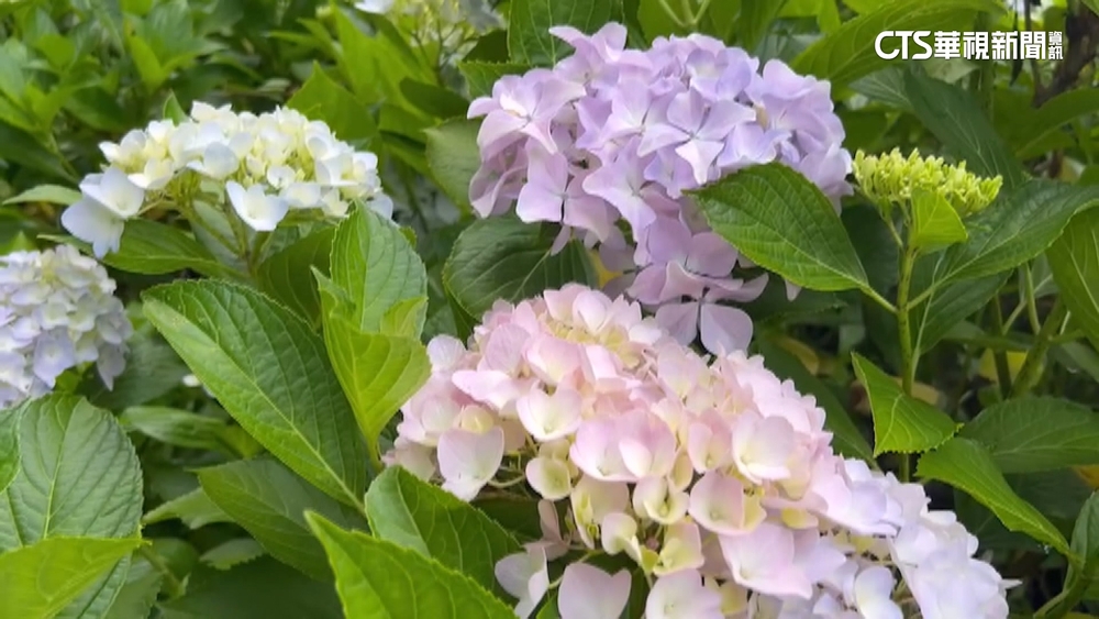 杉林溪教育中心步道　藍桃繡球交錯繽紛綻放