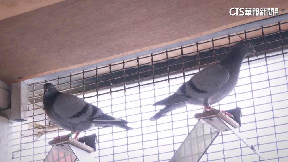 賽鴿利益太誘人...　擄鴿集團「設網抓捕」索贖金