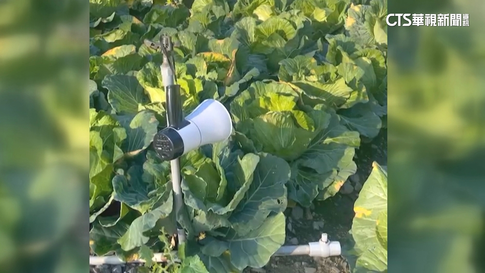 別再來吃菜啦！　農掛大聲公「錄音」嚇阻猴偷吃