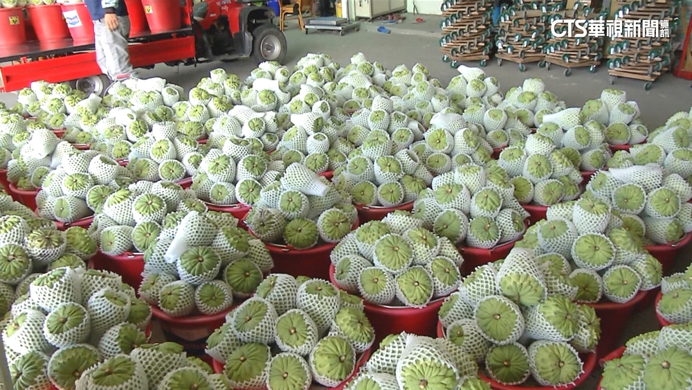 國台辦宣布：今起恢復台灣釋迦輸入中國