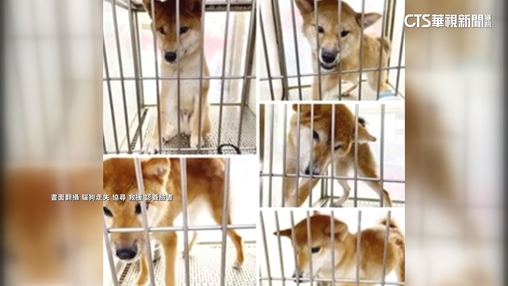 飼主不續養？　動物收容所兩天暴增30隻棄養柴犬