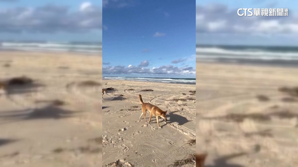 澳洲野犬攻擊人　法觀光客臀部被咬引爭論