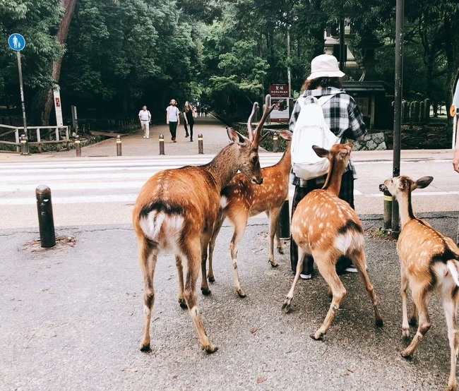 日本婦人遭蜱蟲感染「Oz病毒」身亡　旅遊粉專籲：到奈良別摸鹿！